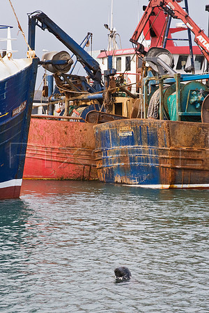 Portavogie Harbour Seal