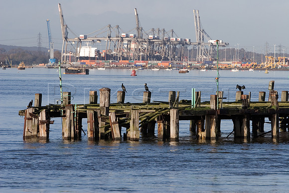 Southampton Cormorants