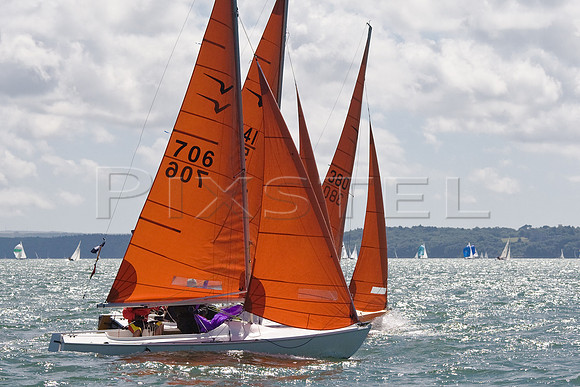 Squib 706 'Polyphagus'