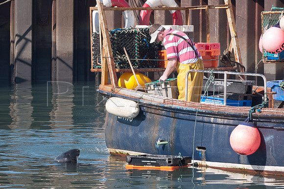 Seal &amp; Fishing Boat