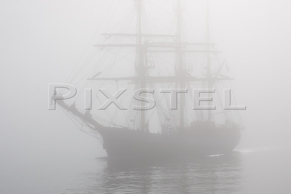 Kaskelot in Fog