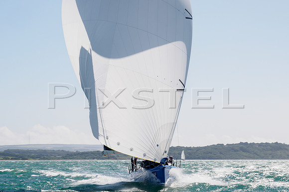 Oystercatcher  XXXI