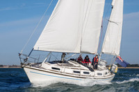 Countess 33 'Althorne'